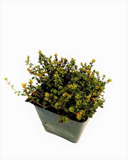 Ground Cover - Thymus citriodorus doone valley 'Creeping Lemon Thyme' (4 Inch)