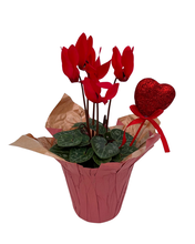 Load image into Gallery viewer, Valentine&#39;s Day - Cyclamen Pink (4 Inch Pink Wrap with Heart Pick)
