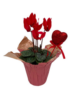 Valentine's Day - Cyclamen Pink (4 Inch Pink Wrap with Heart Pick)