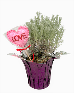 Valentine's Day - Silver Anouk Lavender '1 Gallon with Wrap and Pick'
